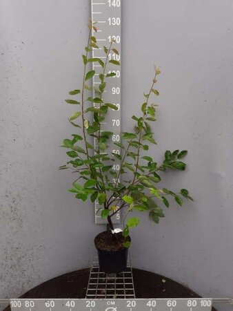 Amelanchier lamarckii 125-150 cm cont. 5,0L - afbeelding 1