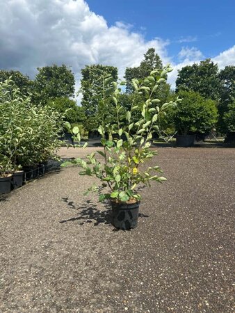 Amelanchier lamarckii 125-150 cm cont. 7,5L