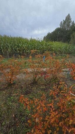 Amelanchier lamarckii 125-150 cm met kluit solitair