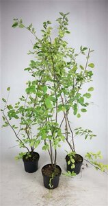 Amelanchier lamarckii 150-175 cm cont. 7,5L - afbeelding 2