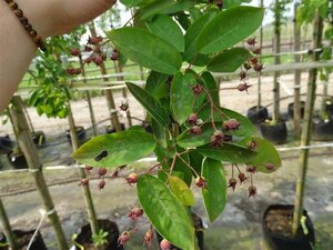 Amelanchier lamarckii 150-175 cm draadkluit meerstammig - afbeelding 2