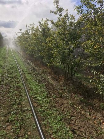 Amelanchier lamarckii 150-175 cm draadkluit meerstammig - afbeelding 5