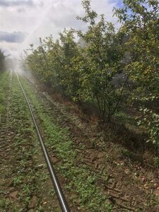 Amelanchier lamarckii 150-175 cm draadkluit meerstammig - afbeelding 5