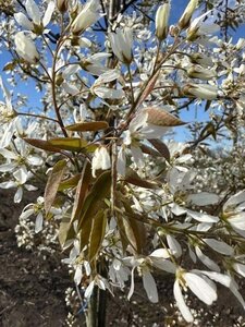 Amelanchier lamarckii 150-175 cm draadkluit meerstammig - afbeelding 4