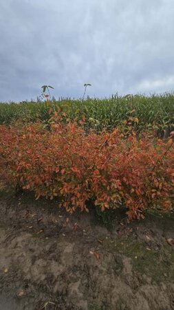 Amelanchier lamarckii 150-175 cm met kluit solitair