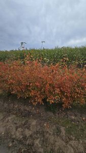 Amelanchier lamarckii 150-175 cm met kluit solitair