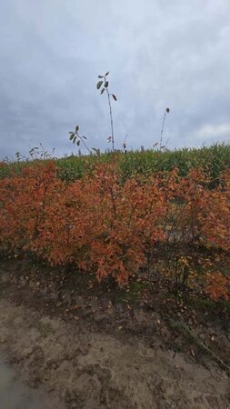 Amelanchier lamarckii 175-200 cm draadkluit meerstammig