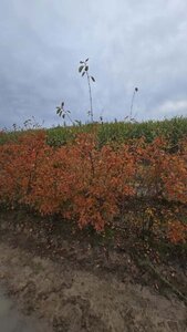 Amelanchier lamarckii 175-200 cm draadkluit meerstammig