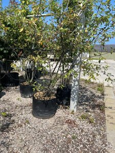 Amelanchier lamarckii 200-250 cm container meerstammig - afbeelding 1