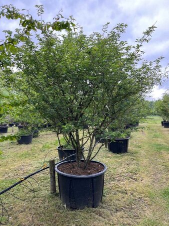 Amelanchier lamarckii 250-300 cm container meerstammig - afbeelding 4