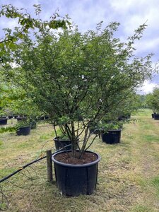 Amelanchier lamarckii 250-300 cm container multi-stem - image 4