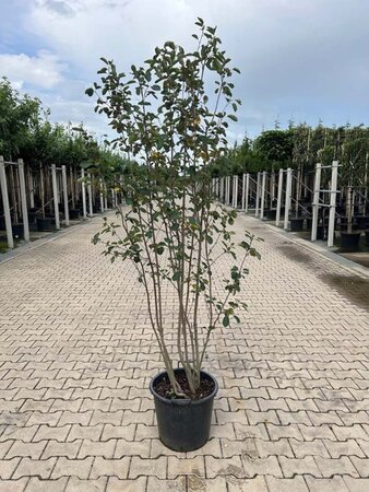 Amelanchier ovalis = (rotundifolia) 200-250 cm container meerstammig