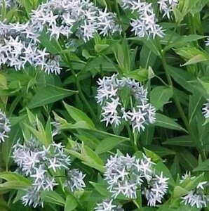 Amsonia tabernaemontana salicifolia geen maat specificatie 0,55L/P9cm - afbeelding 2