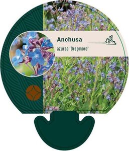 Anchusa azurea 'Dropmore' geen maat specificatie 0,55L/P9cm - afbeelding 2