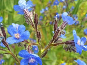 Anchusa azurea 'Loddon Royalist' geen maat specificatie 0,55L/P9cm - afbeelding 1