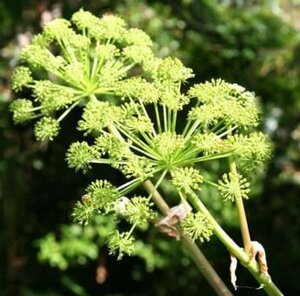 Angelica archangelica geen maat specificatie 0,55L/P9cm - afbeelding 2