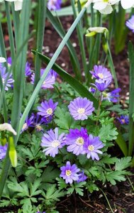 Anemone blanda 'Blue Shades' geen maat specificatie 0,55L/P9cm - afbeelding 1