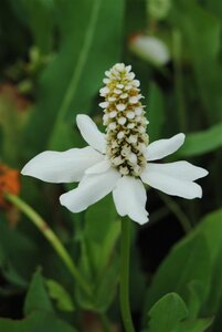 Anemopsis californica geen maat specificatie 0,55L/P9cm