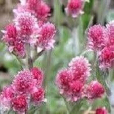 Antennaria dioica 'Rubra' geen maat specificatie 0,55L/P9cm - afbeelding 2