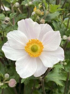 Anemone Elfin Swan geen maat specificatie 0,55L/P9cm - afbeelding 1