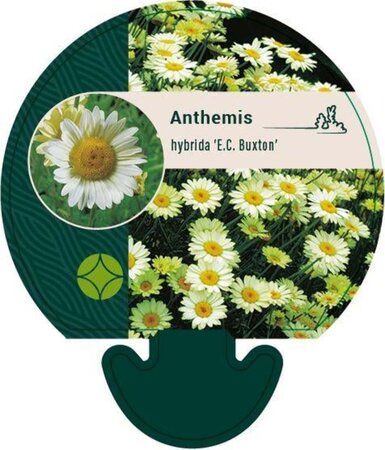 Anthemis hyb. 'E.C. Buxton' geen maat specificatie 0,55L/P9cm - afbeelding 2