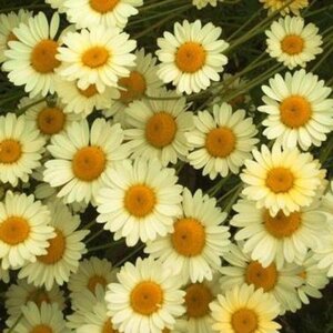 Anthemis hyb. 'E.C. Buxton' geen maat specificatie 0,55L/P9cm - afbeelding 1