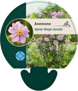 Anemone hyb. 'Königin Charlotte' geen maat specificatie 0,55L/P9cm - afbeelding 2