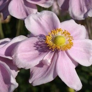 Anemone hyb. 'Loreley' geen maat specificatie 0,55L/P9cm - afbeelding 1