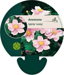 Anemone hyb. 'Loreley' geen maat specificatie 0,55L/P9cm - afbeelding 2