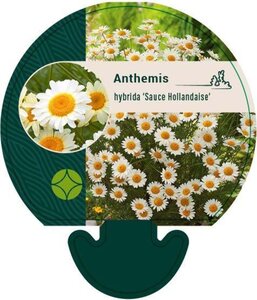 Anthemis hyb. 'Sauce Hollandaise' geen maat specificatie 0,55L/P9cm - afbeelding 2