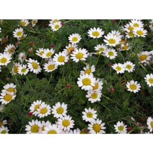 Anacyclus pyrethrum depressus geen maat specificatie 0,55L/P9cm