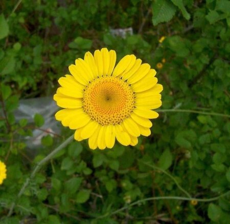 Anthemis tinctoria geen maat specificatie 0,55L/P9cm - afbeelding 2