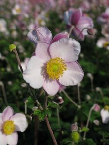 Anemone tom. 'Robustissima' geen maat specificatie 0,55L/P9cm - afbeelding 2