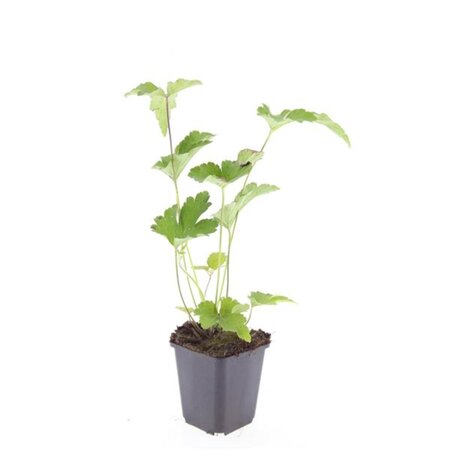 Anemone tom. 'Robustissima' geen maat specificatie 0,55L/P9cm - afbeelding 5