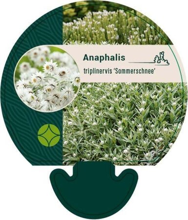 Anaphalis tripl. 'Sommerschnee' geen maat specificatie 0,55L/P9cm - afbeelding 5