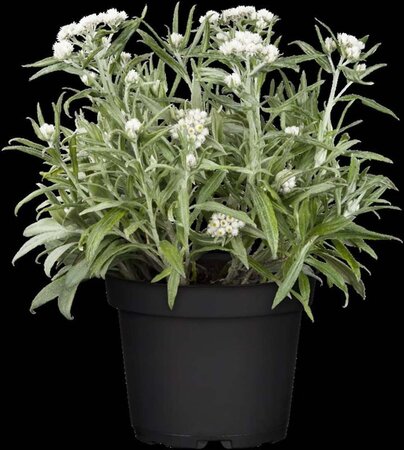 Anaphalis tripl. 'Sommerschnee' geen maat specificatie 0,55L/P9cm - afbeelding 2