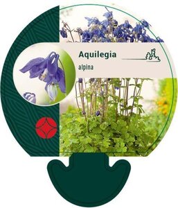 Aquilegia alpina geen maat specificatie 0,55L/P9cm - afbeelding 1