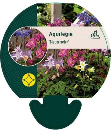 Aquilegia 'Biedermeier' geen maat specificatie 0,55L/P9cm