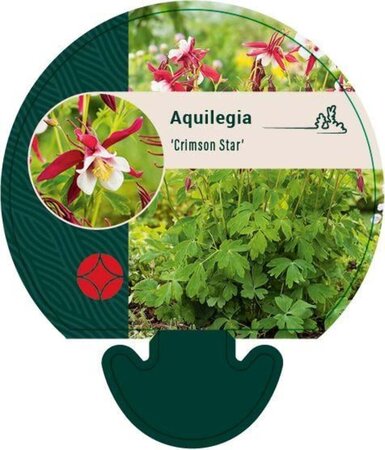 Aquilegia 'Crimson Star' geen maat specificatie 0,55L/P9cm - afbeelding 3