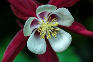 Aquilegia 'Crimson Star' geen maat specificatie 0,55L/P9cm - afbeelding 1