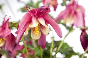 Aquilegia 'Crimson Star' geen maat specificatie 0,55L/P9cm - afbeelding 2