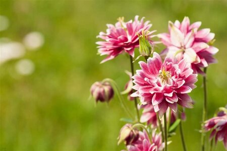 Aquilegia 'Nora Barlow' geen maat specificatie 0,55L/P9cm - afbeelding 1