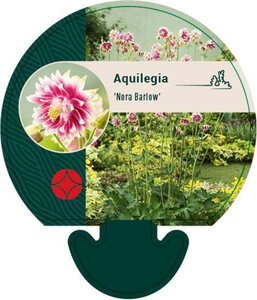 Aquilegia 'Nora Barlow' geen maat specificatie 0,55L/P9cm - afbeelding 2