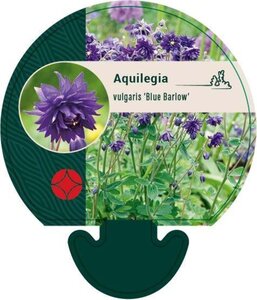 Aquilegia v. 'Blue Barlow' geen maat specificatie 0,55L/P9cm