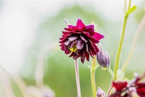 Aquilegia v. 'Black Barlow' geen maat specificatie 0,55L/P9cm - afbeelding 1