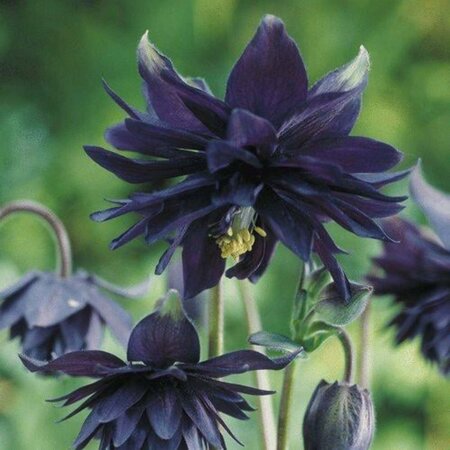 Aquilegia v. 'Black Barlow' geen maat specificatie 0,55L/P9cm - afbeelding 4