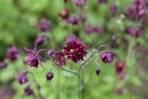 Aquilegia v. 'Black Barlow' geen maat specificatie 0,55L/P9cm - afbeelding 2