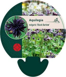 Aquilegia v. 'Black Barlow' geen maat specificatie 0,55L/P9cm - afbeelding 3