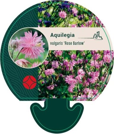 Aquilegia v. 'Rose Barlow' geen maat specificatie 0,55L/P9cm