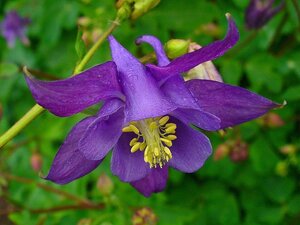 Aquilegia vulgaris geen maat specificatie 0,55L/P9cm - afbeelding 1